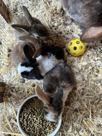 Image 1 of Mini plush lop x  boys and girls available