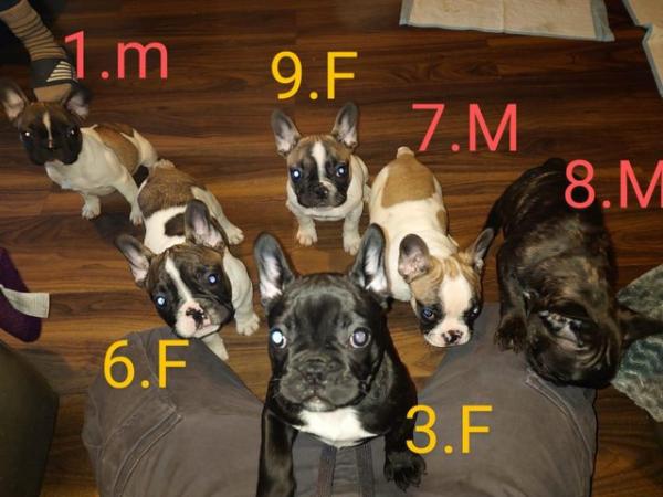 Image 6 of KC registered Beautiful french bulldog pups *UPDATED PICS*