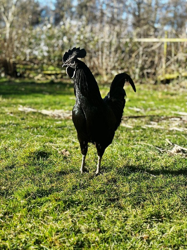 Preview of the first image of Ayam cemani cockerel for sale.