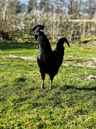 Image 1 of Ayam cemani cockerel for sale