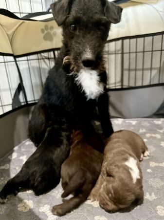 Image 7 of Patterdale Puppies for sale