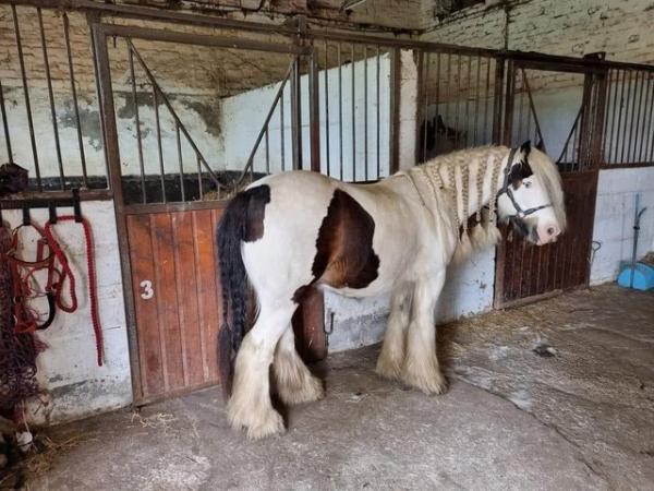 Image 3 of for full loan can move yards. 6 year old gelding gypsy Cob