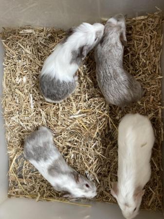 Image 3 of For Sale 4 Baby Female Guinea Pigs