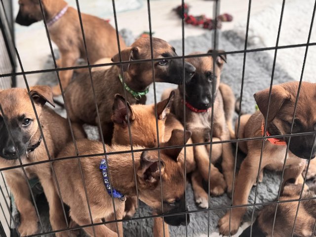 Preview of the first image of 8 beautiful Belgian Malinois puppies.