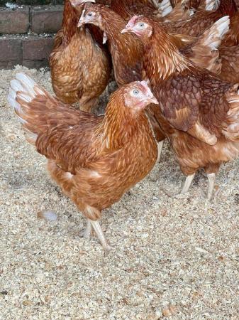Image 1 of Laying brown chicken hens for sale