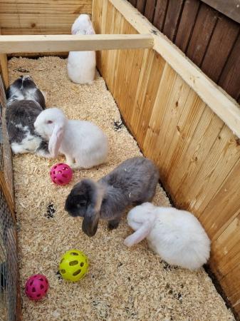 Image 5 of PURE PEDIGREE FRENCH LOPS LOOKING FOR NEW HOMES
