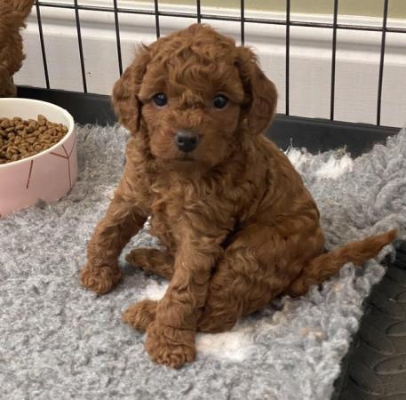 Image 13 of Gorgeous,Deep Red,Health tested Cavapoo pups