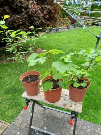 Image 2 of Maple, Willow and Hazel trees for sale