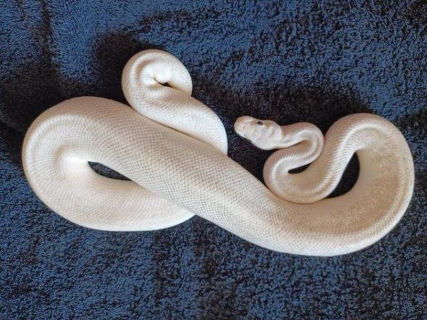 Image 5 of Male adult Ivory Royal/Ball Python.