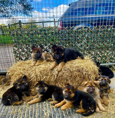 Image 14 of German Shepherd Puppies Stunning