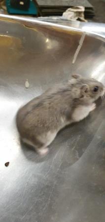 Image 5 of Baby Russian Dwarf Hamsters For Sale