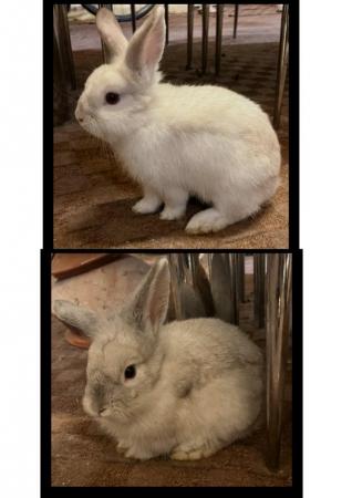 Image 5 of BOTH RABBITS HAVE BEEN SOLD
