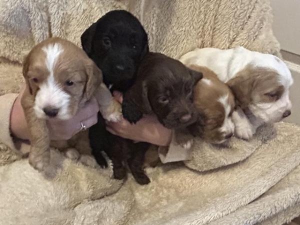 Image 16 of Cockapoo puppies- last pup available- now reduced