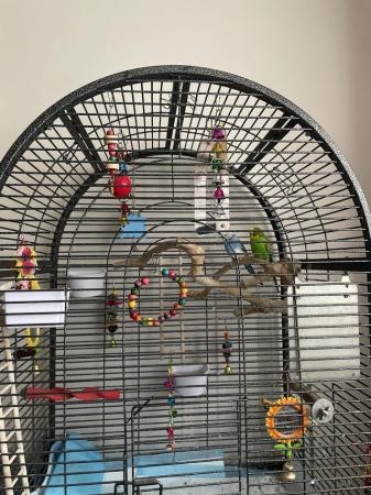 Image 2 of !SOLD! Budgies and cage