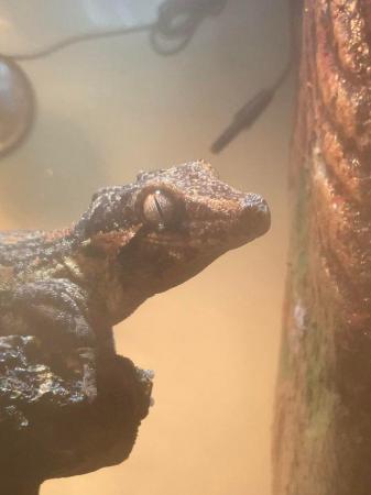 Image 7 of ~2 Year 9 Month Old Orange Striped Gargoyle Gecko + Set Up