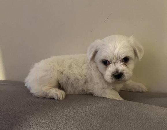 Image 12 of Gorgeous Maltese Puppies Looking For Their Forever Homes