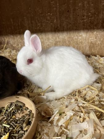 Image 2 of Netherland Dwarf Baby White Coloured Female Rabbit