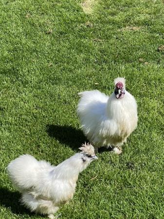 Image 3 of White silkies pair.True to breed .