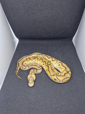 Image 4 of Various ball python available