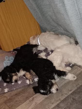 Image 4 of Cockapoo puppies.Ready now. Last one available.