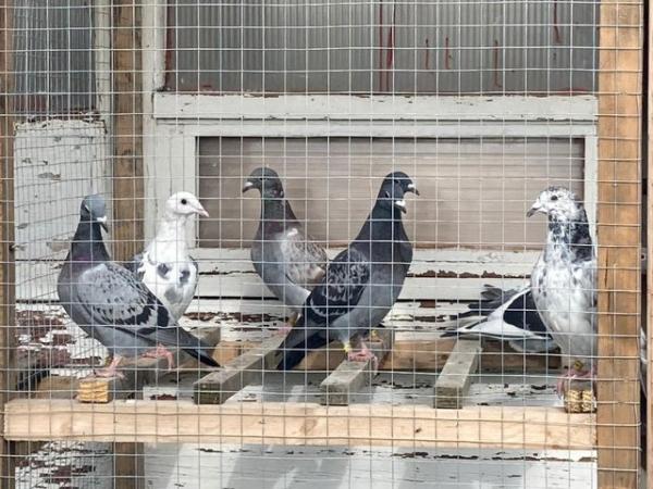 Image 2 of Racing Pigeons for sale no offers