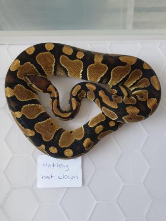 Image 3 of Juvenile royal/ball pythons available