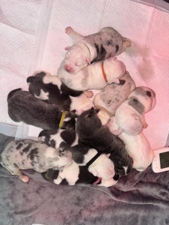 Image 2 of Beautiful litter of puppies