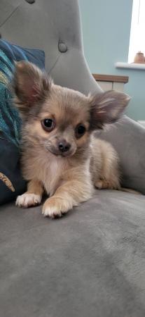 Image 7 of Male Longhaired Blue Sable Chihuahua pup