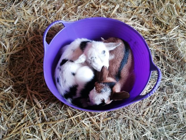 Preview of the first image of Pygmy Goat Kids from this years kidding.