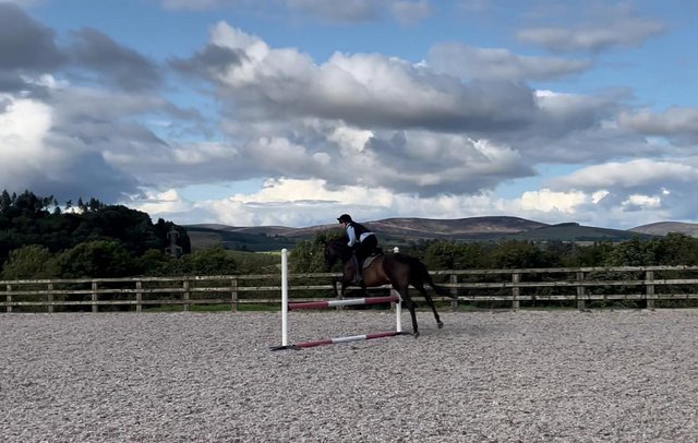 Preview of the first image of For sale 10 year old thoroughbred mare project.