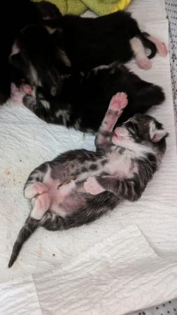 Image 4 of Cats Kittens Tabby Black White