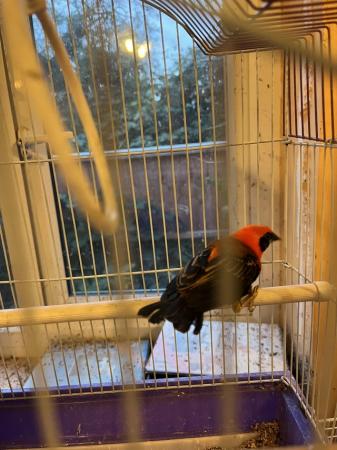 Image 1 of Beautiful Red Bishop Finch for sale