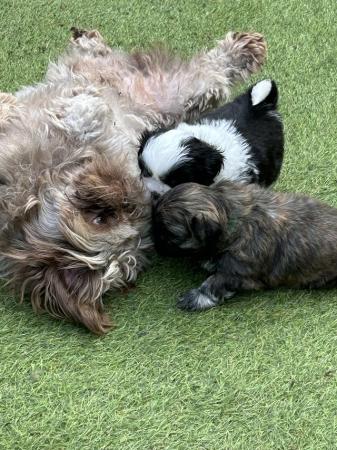Image 5 of 1 x Shih Tzu Puppy for sale