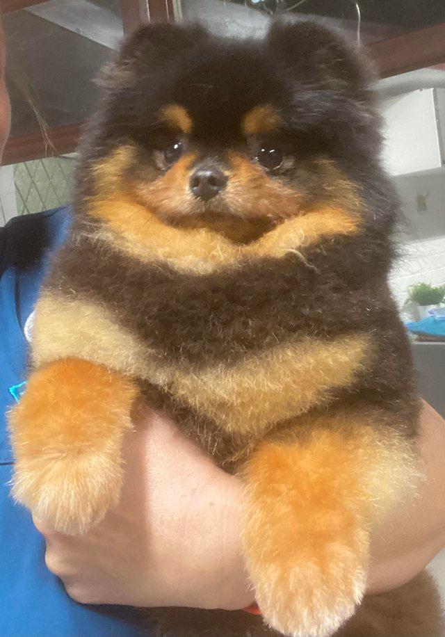 Preview of the first image of kc reg pomeranian stud boy, blue carrier, black tan.