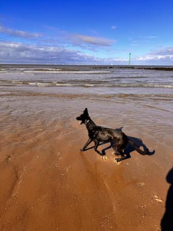 Image 1 of 9 month old lurcher x German Shepard