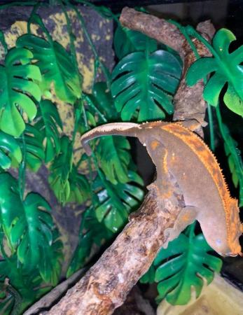 Image 5 of Various crested geckos for sale