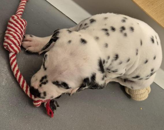 Image 14 of Kc registered dalmatian puppies