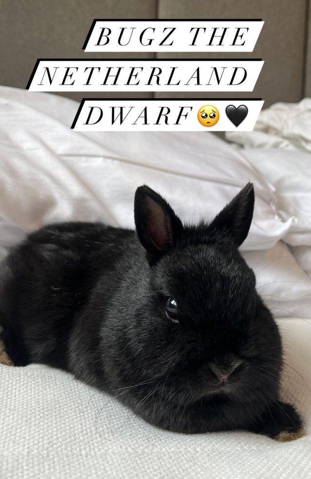Preview of the first image of Netherland dwarf 4 months old.
