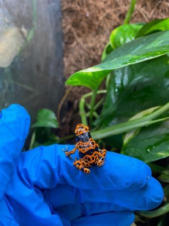 Image 5 of Dart Frogs For Sale Various Species