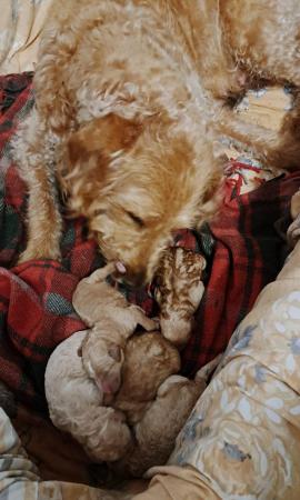 Image 6 of F1b Labradoodle puppies red and white
