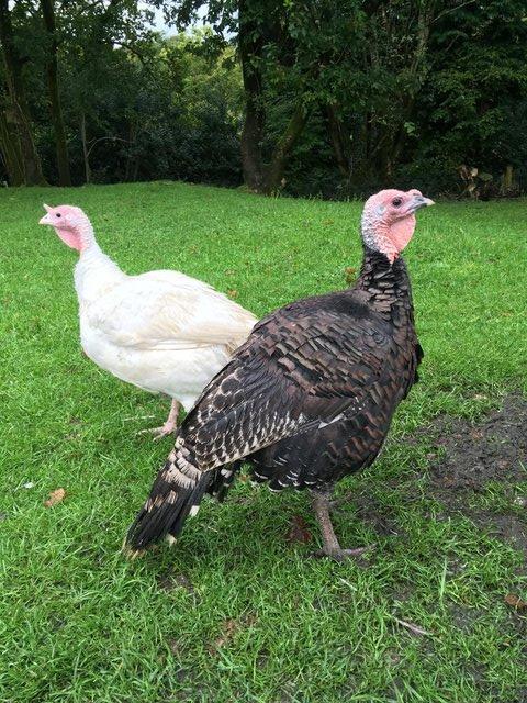 Preview of the first image of Double Breasted Turkeys .ALL SOLD...