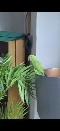 Image 1 of Hand reared tame Indian ringneck