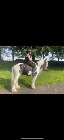 Image 2 of Project 14.3hh 4y/o Traditional Gypsy Cob Gelding