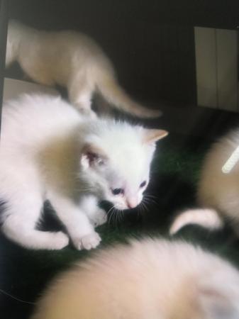 Image 2 of Flame point siamesse kittens