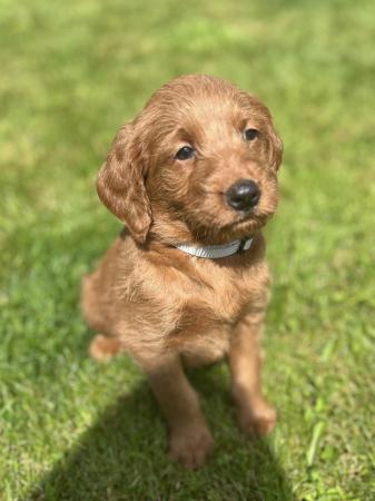 Image 5 of Adorable red labradoodle puppies