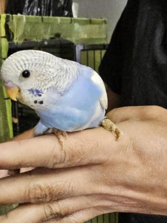 Image 21 of budgies for sale, breeding couples, babies