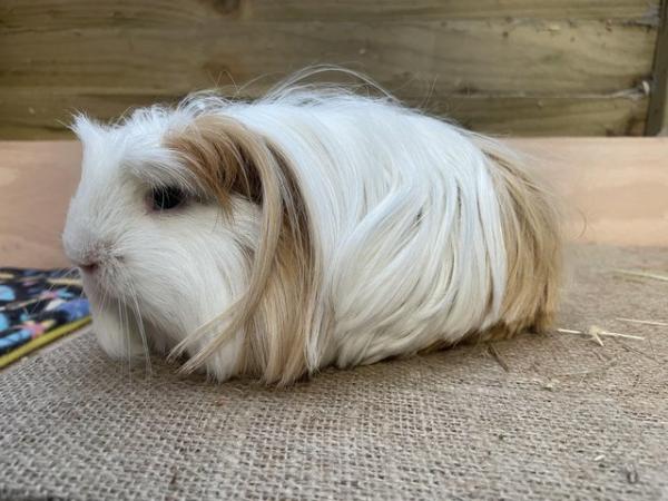 Image 10 of Long haired guinea pigs forsale