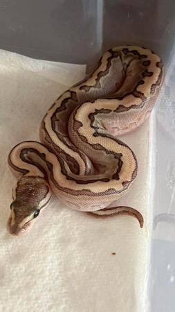 Image 3 of Female ball python cute girl python