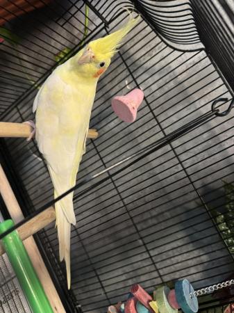 Image 3 of Male Lutino cockatiel with cage