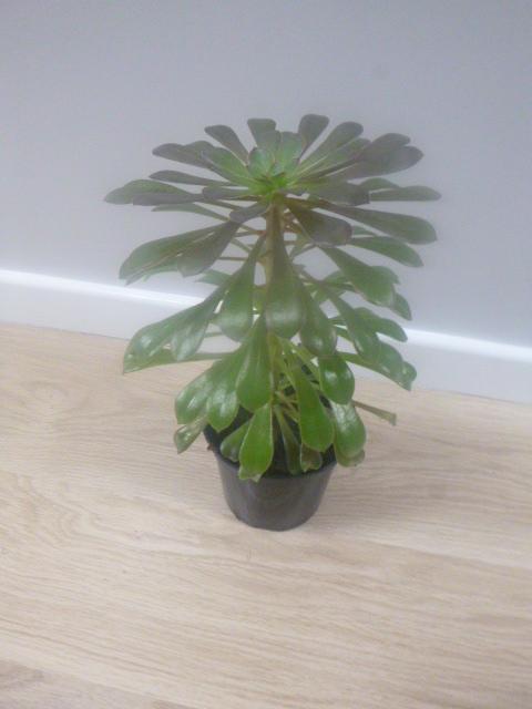 Preview of the first image of Mature Aeonium Plant, 12ins. High, Excellent Cond. BOLTON..